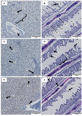 Effects of Zn-EDTA on the health and welfare of the African catfish, Clarias gariepinus (Burchell, 1822), in a recirculating aquaculture system